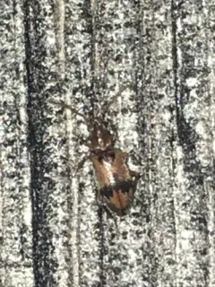 Desert Ant-like Flower Beetle thumbnail 2