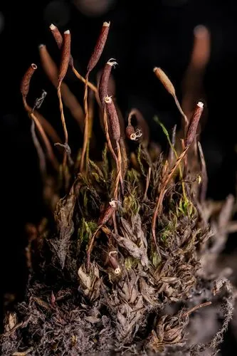 Mucronate Screw Moss