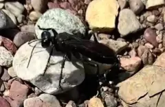 Palmodes carbo thumbnail 3