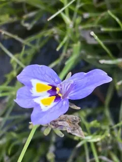 harlequin calicoflower thumbnail 3