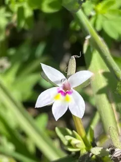 Great Basin downingia thumbnail 3