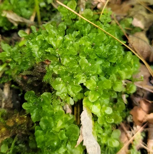 Dotted Thyme-moss