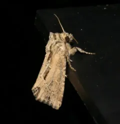 Reed Canary Grass Borer Moth thumbnail 3