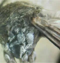 Serrated Mosquito thumbnail 3