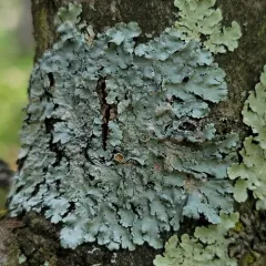 Smooth Axil-bristle Lichen thumbnail 3