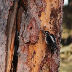 Hairy Woodpecker thumbnail 2