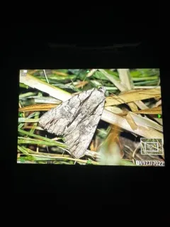 Clinton's Underwing thumbnail 3