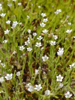 Miniature Gilia thumbnail 3