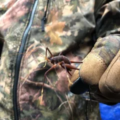 Square-legged Camel Cricket thumbnail 2