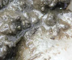 Microvelia pulchella thumbnail 2