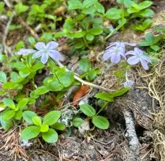 northern phlox thumbnail 4