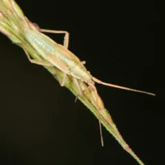 Three-spined Grass Bug thumbnail 2