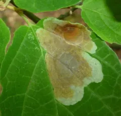 Witchhazel Leafminer thumbnail 3