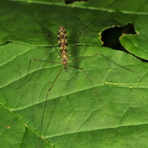 Discobola annulata