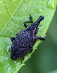 Lepyrus palustris thumbnail 3