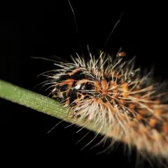 Marsh Dagger thumbnail 2