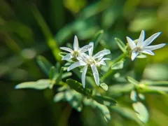 Narrowleaf Whitetop Aster thumbnail 3