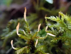 moss rust thumbnail 2