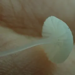 Dripping Bonnet thumbnail 3