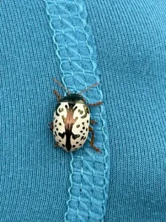 Elm Calligrapher Beetle thumbnail 3