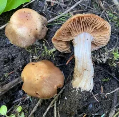 Cortinarius pallidostriatus thumbnail 3