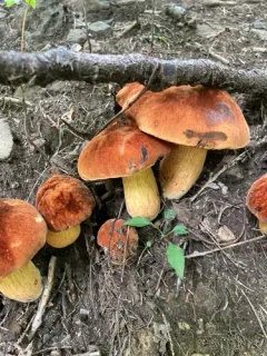 Boletus subluridellus thumbnail 1
