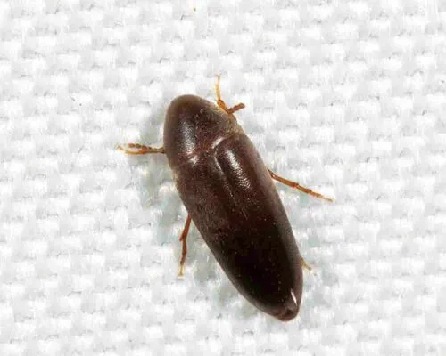 Glaucous False Darkling Beetle