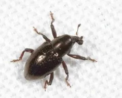 Tyloderma aereum thumbnail 2