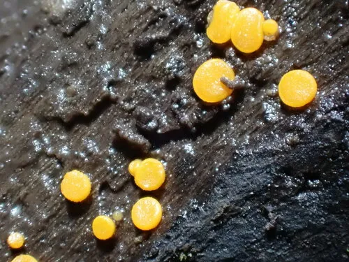 Miladina lecithina