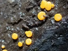 Miladina lecithina thumbnail 1