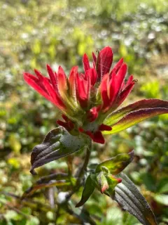 Glacier Bay Paintbrush thumbnail 3