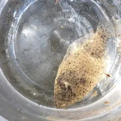 Winter Flounder thumbnail 3