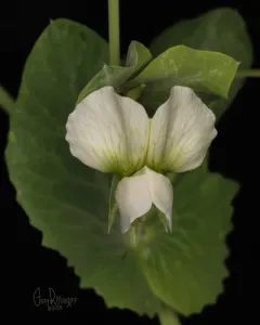 Common Pea thumbnail 3