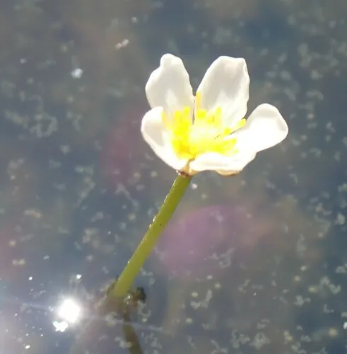 Thread-leaved Water-crowfoot