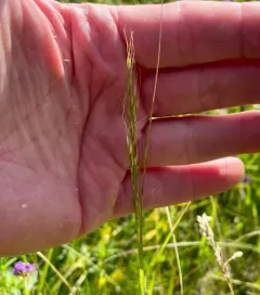 green needlegrass thumbnail 4