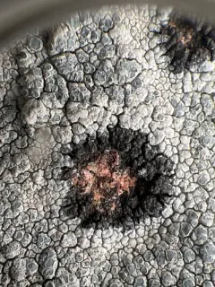 Lambiella insularis thumbnail 2