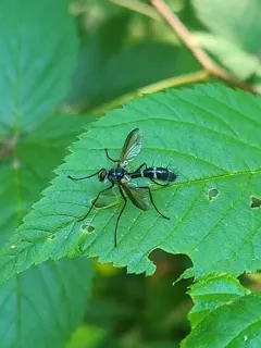 Cordyligaster septentrionalis thumbnail 2