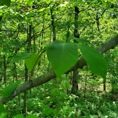 Cucumber-tree thumbnail 2
