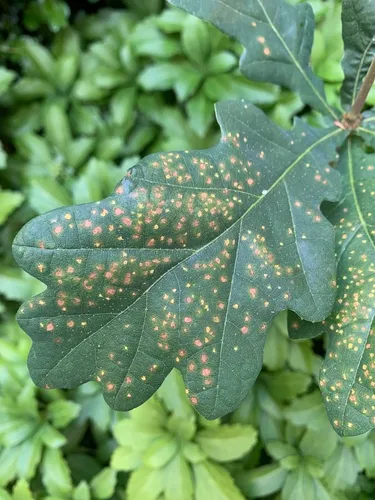 Phylloxera glabra
