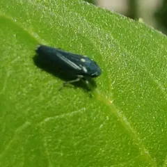Neokolla hieroglyphica thumbnail 2