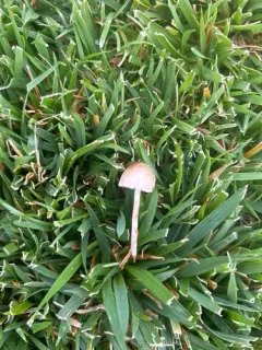 Panaeolus olivaceus thumbnail 3