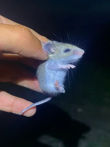 Plains Harvest Mouse