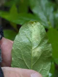 Exobasidium burtii thumbnail 1