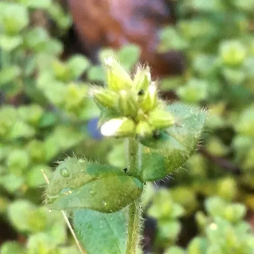 Sticky mouse-ear chickweed