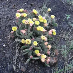 Plains Pricklypear thumbnail 3