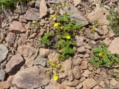 Sparseleaf Cinquefoil thumbnail 4