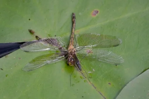 Double-ringed Pennant