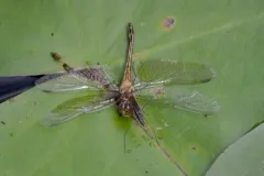 Double-ringed Pennant thumbnail 1