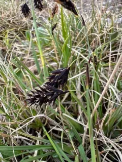 scorched alpine-sedge thumbnail 4