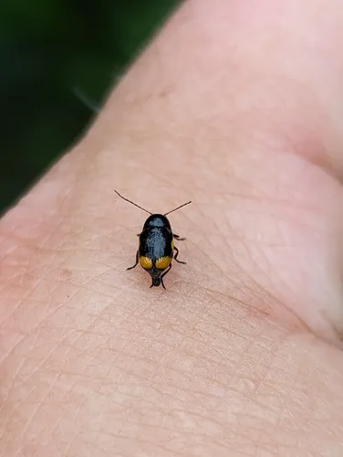 hypericum pot beetle